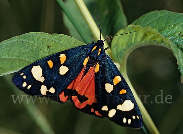 Schönbär (Callimorpha dominula)