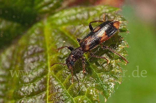 Schöner Buntkäfer (Opilo mollis)