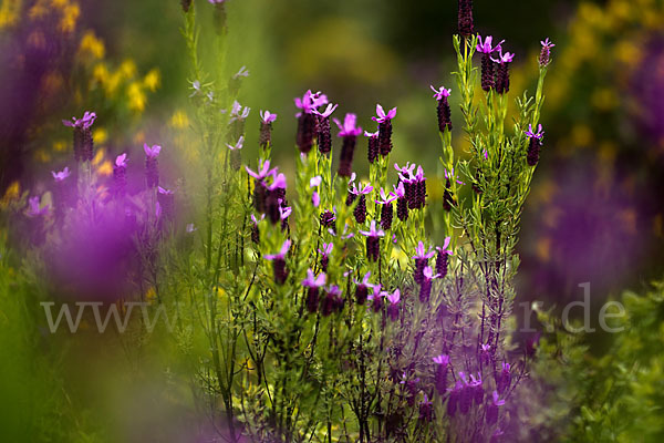 Schopf-Lavendel (Lavandula stoechas)