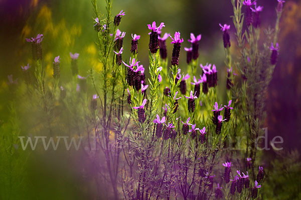 Schopf-Lavendel (Lavandula stoechas)