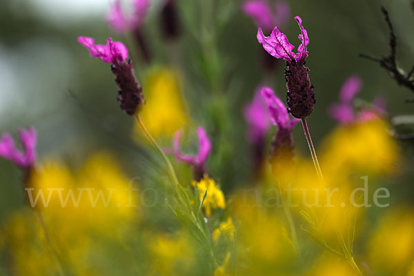 Schopf-Lavendel (Lavandula stoechas)