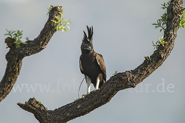 Schopfadler (Lophaetus occipitalis)