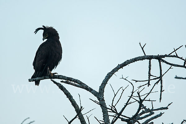 Schopfadler (Lophaetus occipitalis)