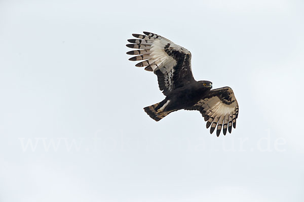 Schopfadler (Lophaetus occipitalis)