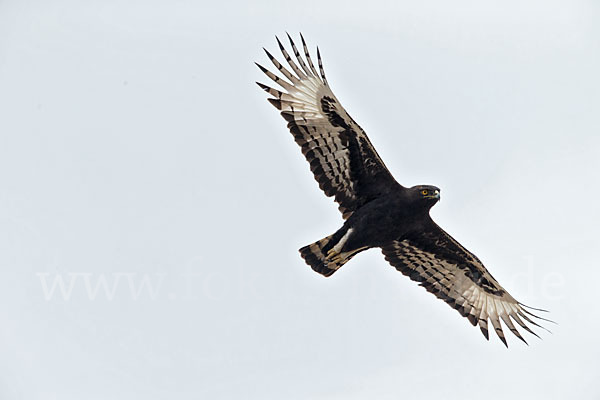 Schopfadler (Lophaetus occipitalis)