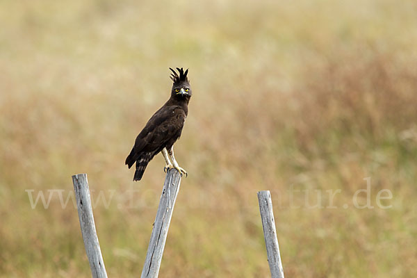 Schopfadler (Lophaetus occipitalis)