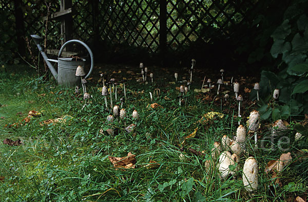 Schopftintling (Coprinus comatus)