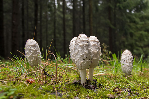 Schopftintling (Coprinus comatus)