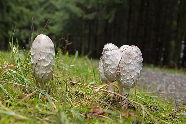 Schopftintling (Coprinus comatus)