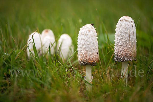 Schopftintling (Coprinus comatus)