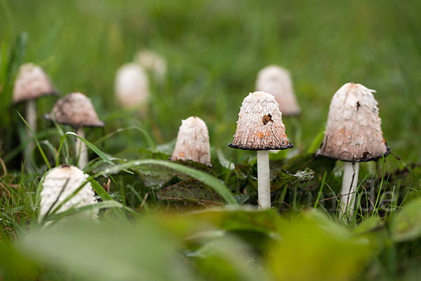 Schopftintling (Coprinus comatus)