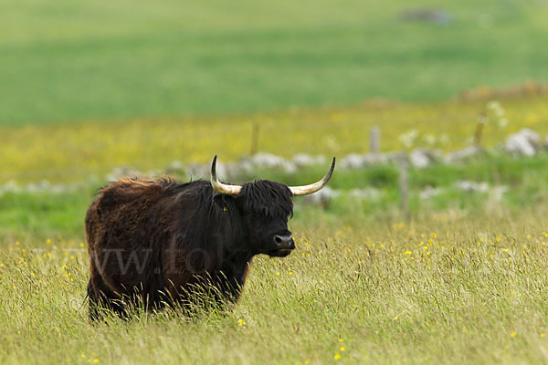 Schottische Hochlandrind (Bos primigenius f. taurus)