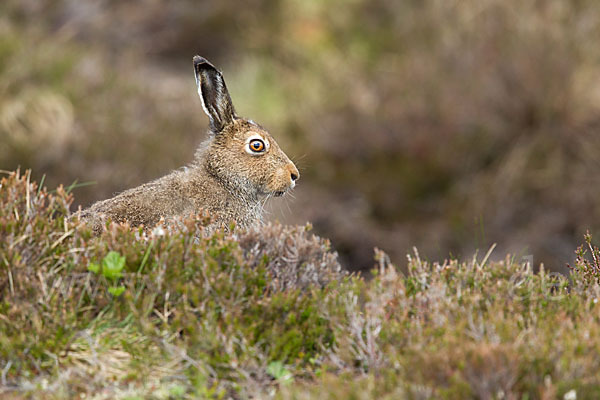 Schottischer Schneehase (Lepus timidus scoticus)