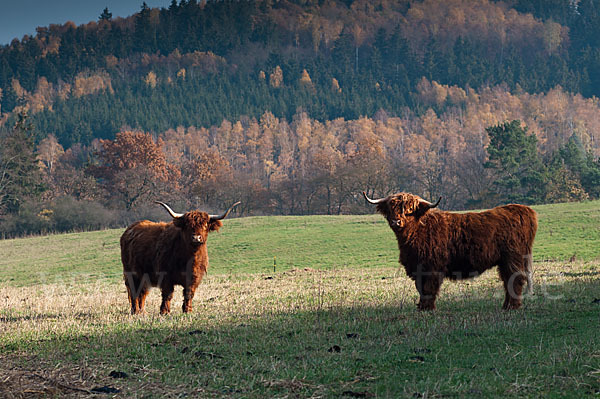 Schottisches Hochlandrind (Bos primigenius f. taurus)