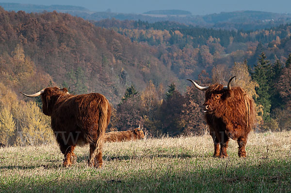 Schottisches Hochlandrind (Bos primigenius f. taurus)