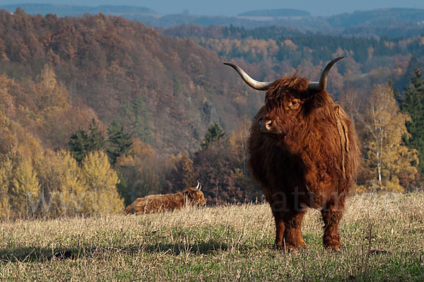 Schottisches Hochlandrind (Bos primigenius f. taurus)