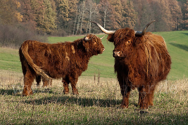 Schottisches Hochlandrind (Bos primigenius f. taurus)