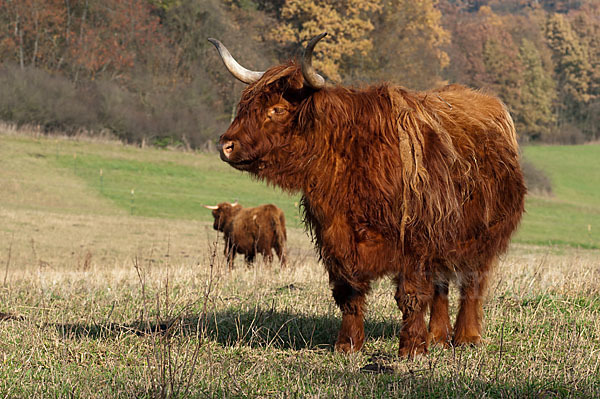 Schottisches Hochlandrind (Bos primigenius f. taurus)