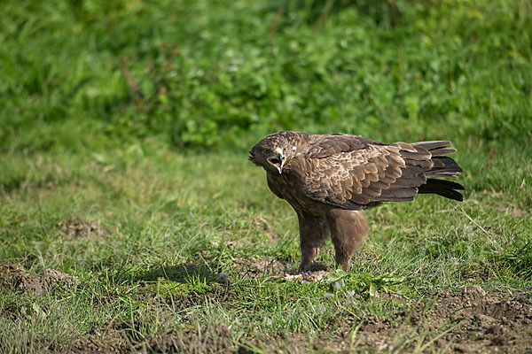 Schreiadler (Aquila pomarina)