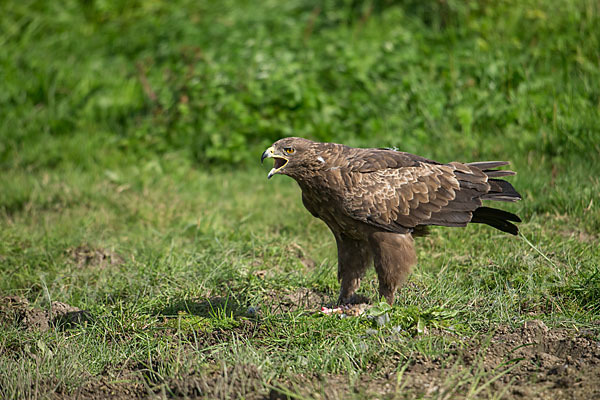 Schreiadler (Aquila pomarina)