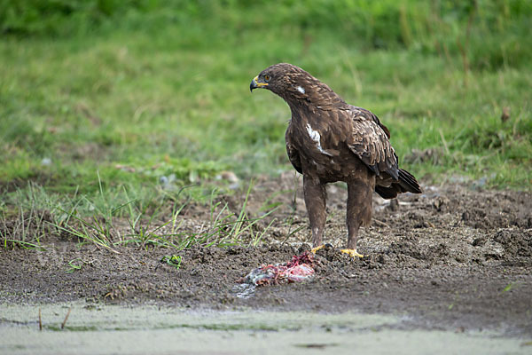 Schreiadler (Aquila pomarina)