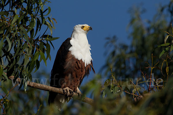 Schreiseeadler (Haliaeetus vocifer)