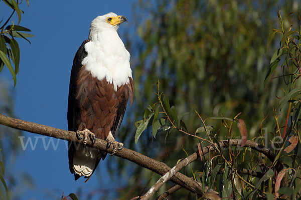 Schreiseeadler (Haliaeetus vocifer)