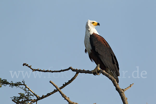 Schreiseeadler (Haliaeetus vocifer)