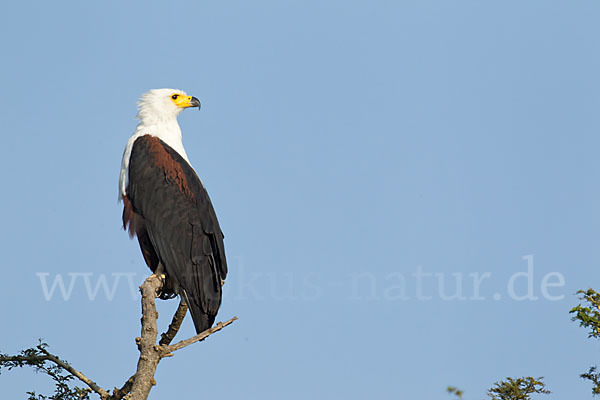 Schreiseeadler (Haliaeetus vocifer)