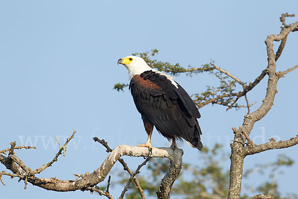 Schreiseeadler (Haliaeetus vocifer)