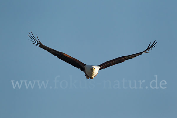 Schreiseeadler (Haliaeetus vocifer)