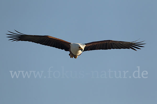 Schreiseeadler (Haliaeetus vocifer)