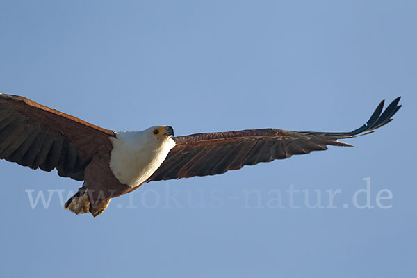 Schreiseeadler (Haliaeetus vocifer)