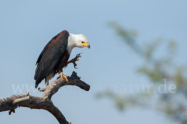 Schreiseeadler (Haliaeetus vocifer)