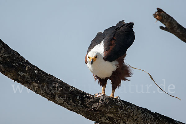 Schreiseeadler (Haliaeetus vocifer)