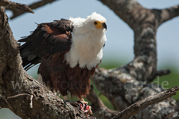 Schreiseeadler (Haliaeetus vocifer)