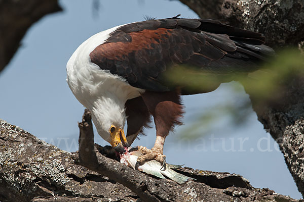 Schreiseeadler (Haliaeetus vocifer)