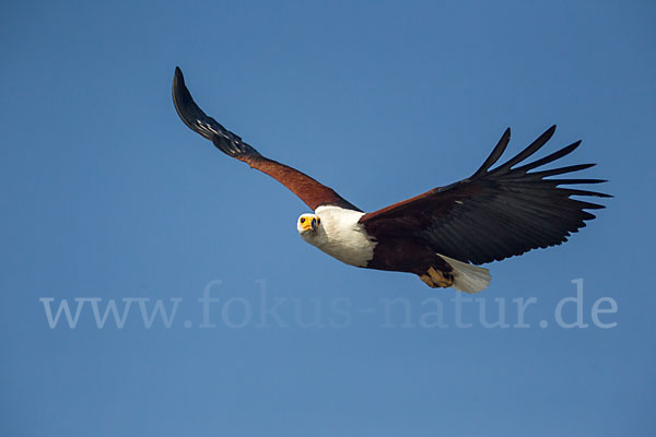 Schreiseeadler (Haliaeetus vocifer)