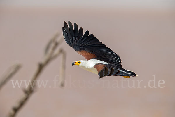 Schreiseeadler (Haliaeetus vocifer)