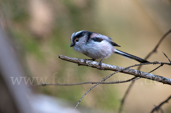 Schwanzmeise (Aegithalos caudatus)