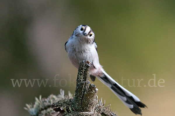 Schwanzmeise (Aegithalos caudatus)