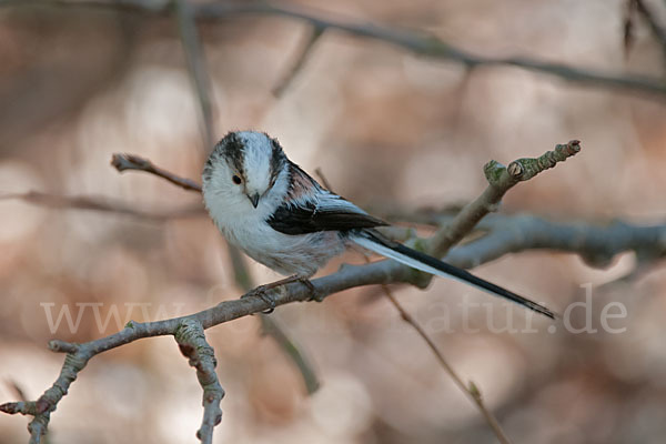 Schwanzmeise (Aegithalos caudatus)