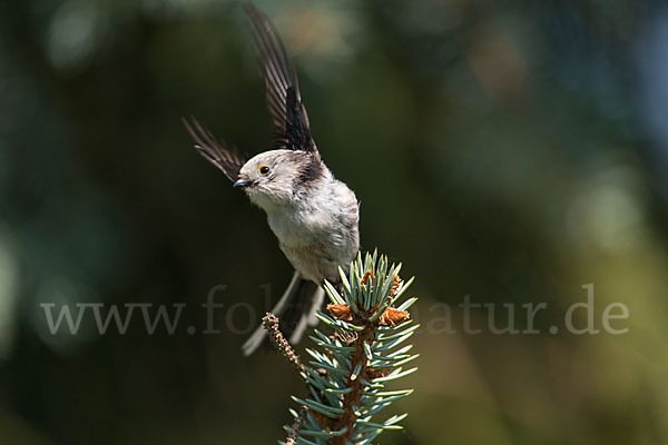 Schwanzmeise (Aegithalos caudatus)