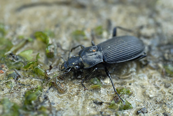 Schwarzer Grabkäfer (Pterostichus niger)