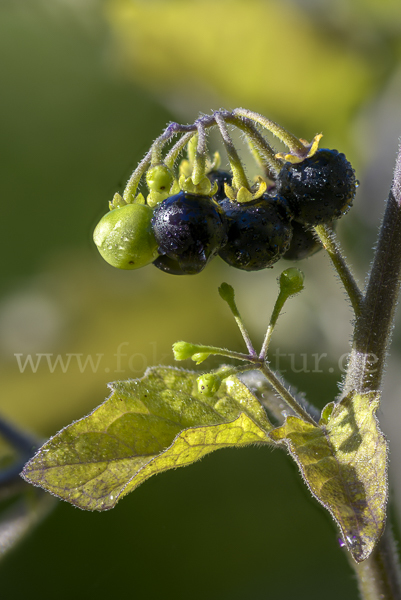 Schwarzer Nachtschatten (Solanum nigrum)