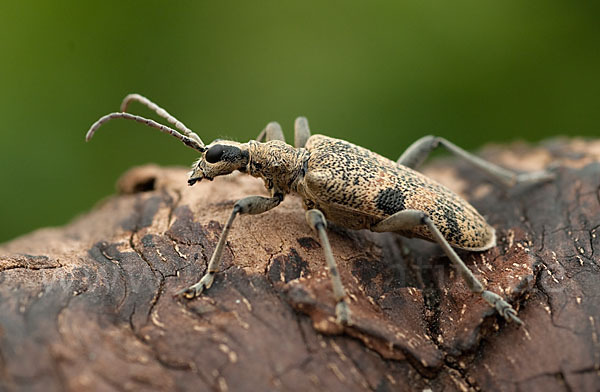 Schwarzfleckiger Zangenbock (Rhagium mordax)