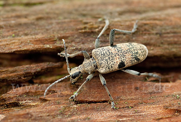 Schwarzfleckiger Zangenbock (Rhagium mordax)