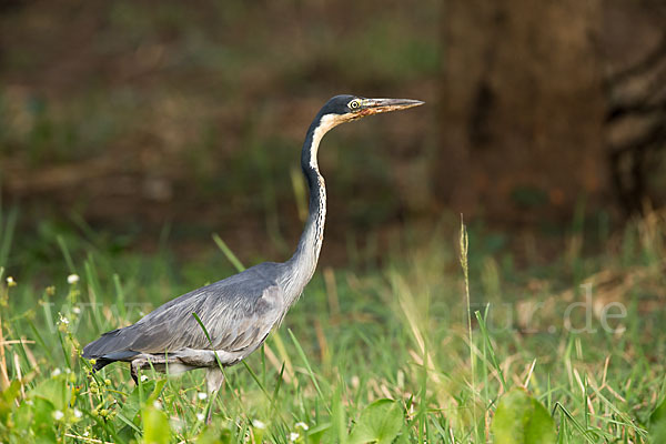 Schwarzhalsreiher (Ardea melanocephala)