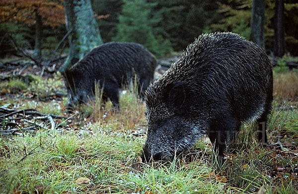 Schwarzwild (Sus scrofa)