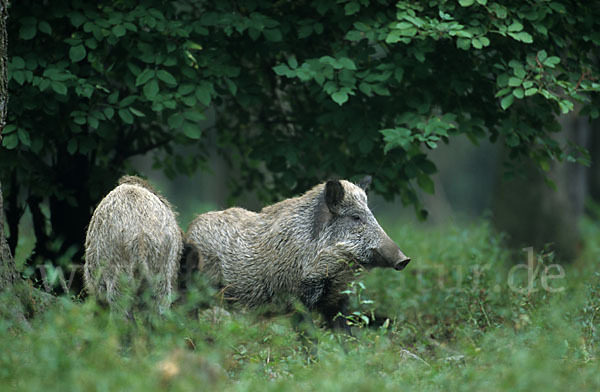 Schwarzwild (Sus scrofa)